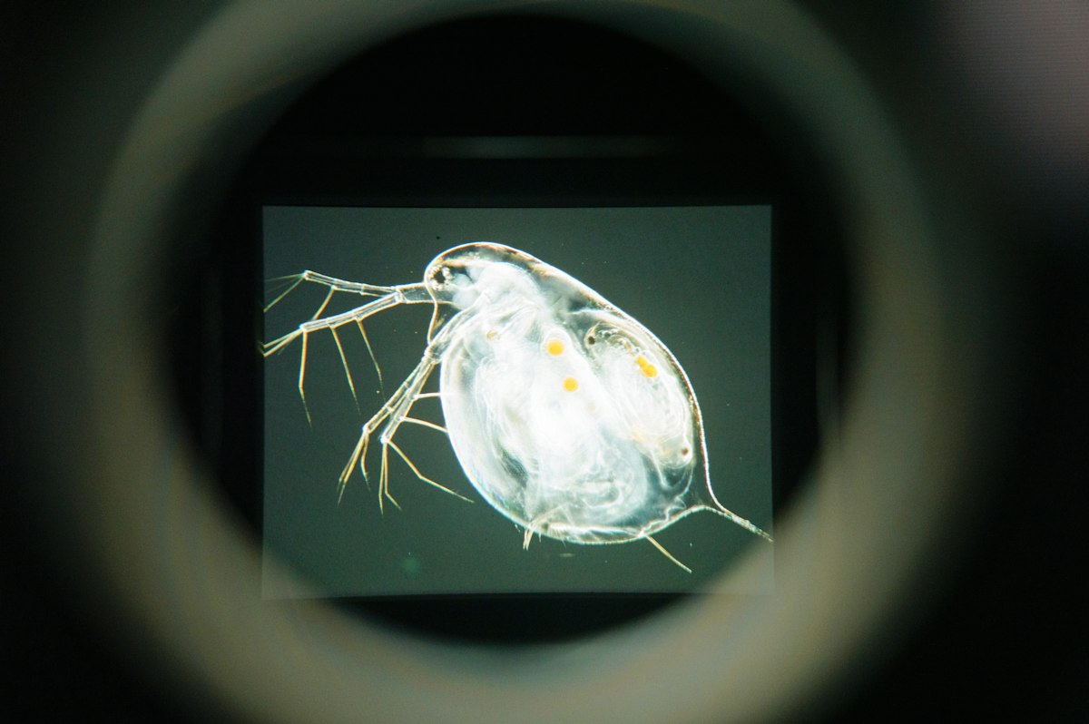 Parasit Schistosoma